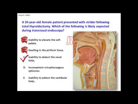 Stridor laryngealis - anatomische Erklärung