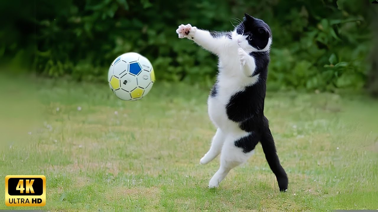 When your cat plays sports better than you