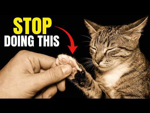 STOP Making These 18 Cat Trust Mistakes Before It's Too Late