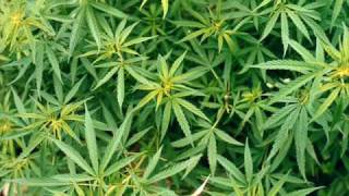 Ras Cricket - Polisen Dom - Med Lyrics!