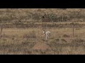 White Springbok Hunt With Braeside Safaris