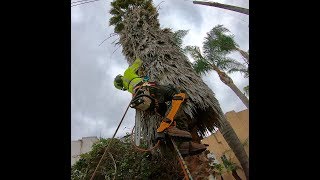 trepando palma sucia y peligrosa por arriba asia abajo