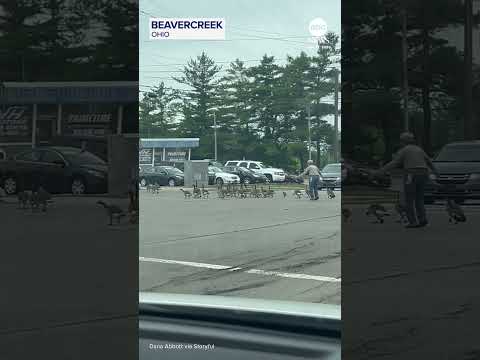 Woman plays role of ‘Mother Goose’ to help birds cross busy street