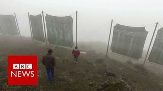 Cloud Catchers of Peru - BBC News