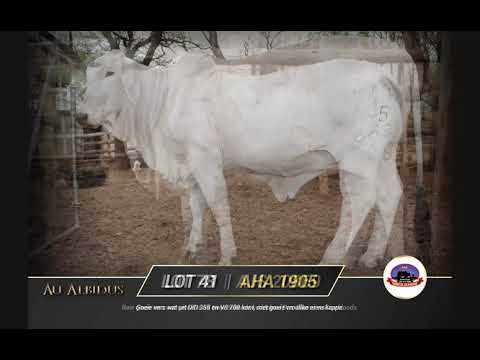Au Albidus Brahman Auction : Tambotie Brahman on offer.