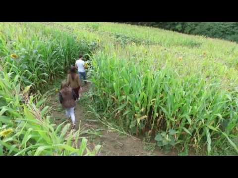 Mit der Drohne über das Maislabyrinth beim Waldseilgarten Wallenhausen