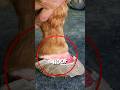 Restoring A Horse S Hoof That Fell Off