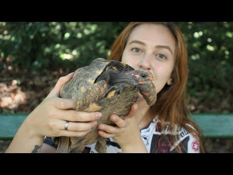 WHAT YOU NEED TO KNOW BEFORE GETTING A TORTOISE | Julia Maciel