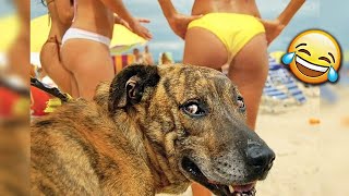 СМЕШНЫЕ ЖИВОТНЫЕ 2019 / ПРИКОЛЫ КОТЫ СОБАКИ, ЛУЧШИЕ ПРИКОЛЫ с Кошками и Собаками Funny Cats