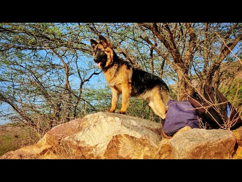 Tracking With Laddu And April - The German Shepherd | Treasure