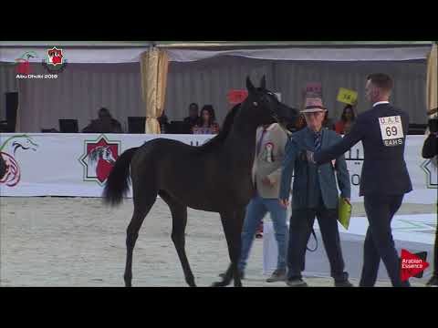 N 69 BARAQAH AL HAWAJER   UAE Nationals 2019