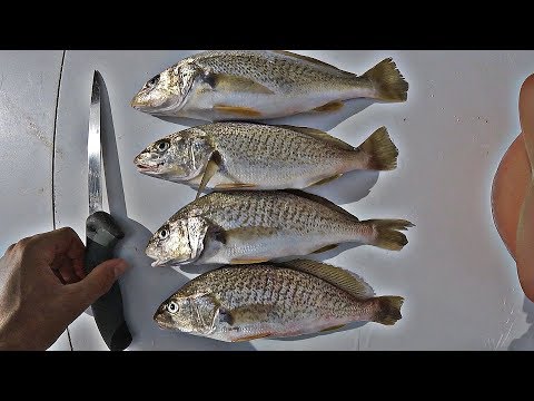 download lagu mp3 mp4 What Fish Eat Croaker, download lagu What Fish Eat Croaker gratis, unduh video klip What Fish Eat Croaker