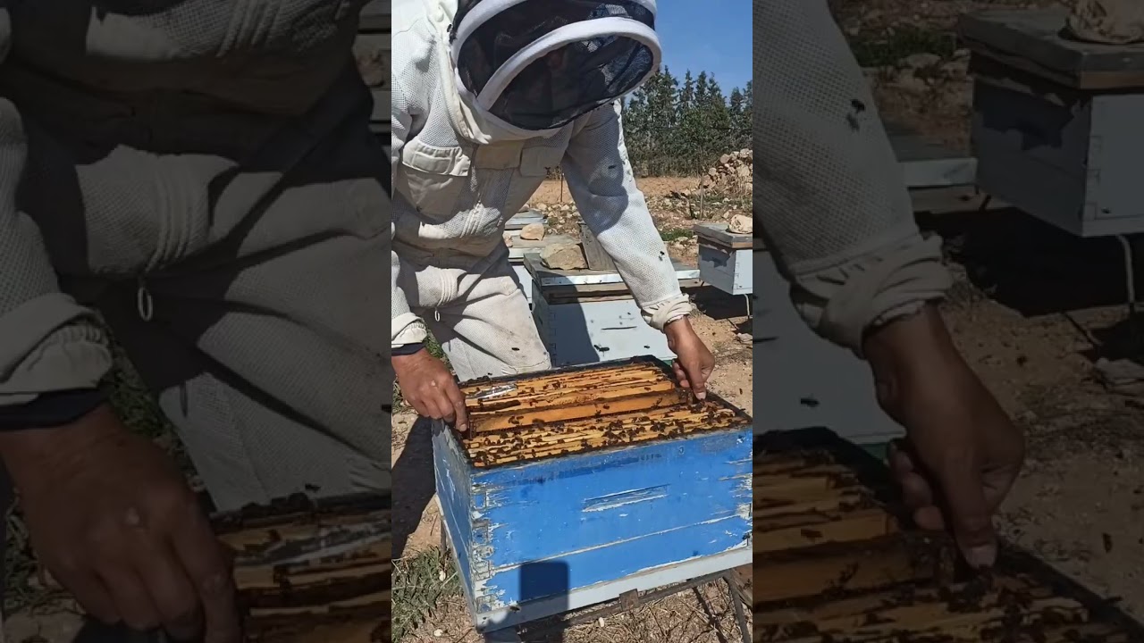 فحص خلية نحل مع تطبيق بعض الاعمال 2026/10/22
