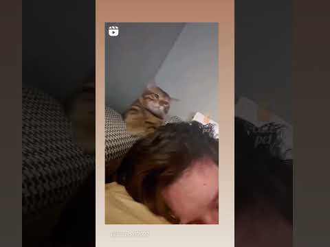 a cute one.. follow me #dog #doglover #animals #pets #petlover