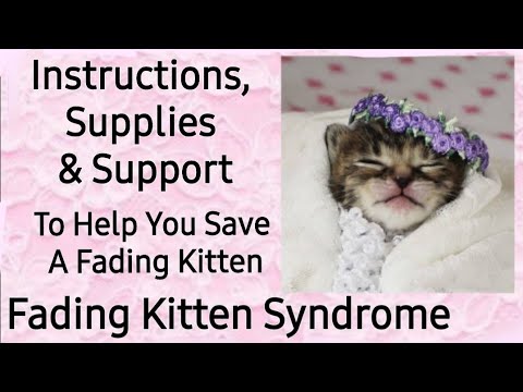 How To Save A Fading Kitten - Treatment Instructions, Supply List, Support - Fading Kitten Syndrome