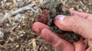 The best way to plant a fruit tree into heavy clay soil update