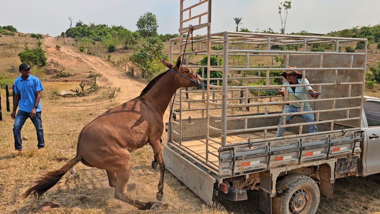 A MULA FOI EMBORA DA FAZENDA 😨 FOMOS BUSCAR