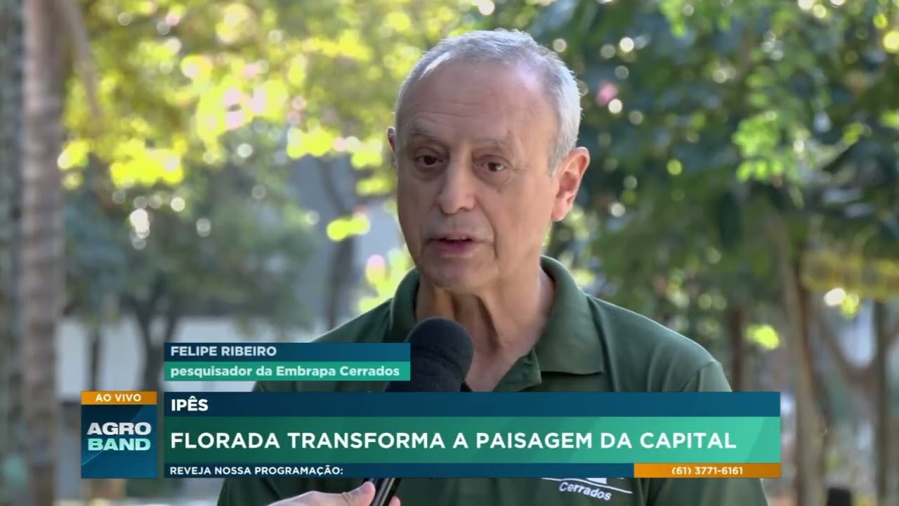 Florada dos ipês colore Brasília no inverno