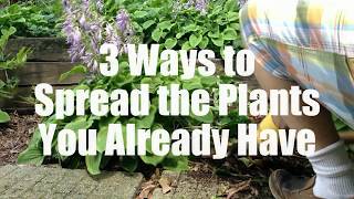 3 Ways to Spread the Plants You Already Have