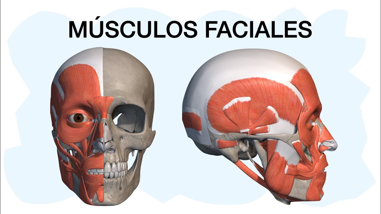 MÚSCULOS FACIALES ✅ Anatomía fácil de entender