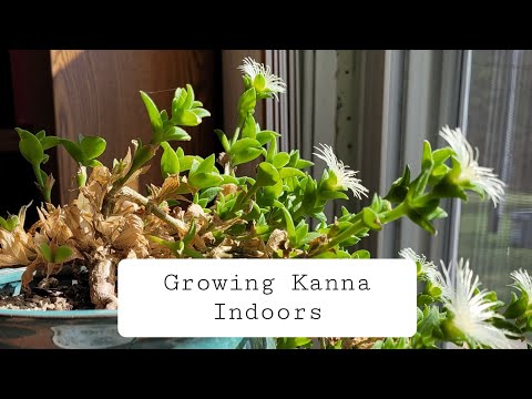 How To Grow Kanna Indoors