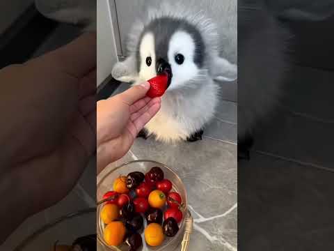 Munna h mera Munna #new baby penguin youtube shorts