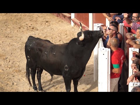 Toros Bravos Peñafiel 2022