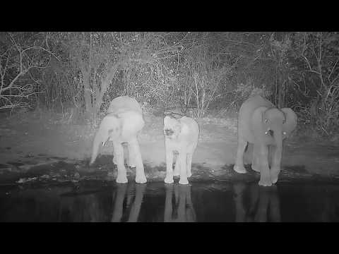 Kwa: Elephant herd getting night time drink - 20:07 - 08/25/19