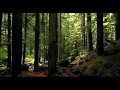 Woods Of Ypres 2019