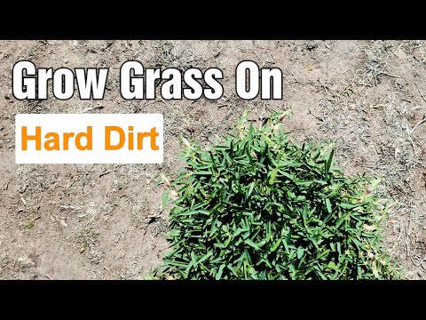 Will Grass Grow On Hard Packed Dirt?