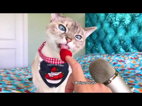 ASMR - CAT EATS BERRIES - YouTube
