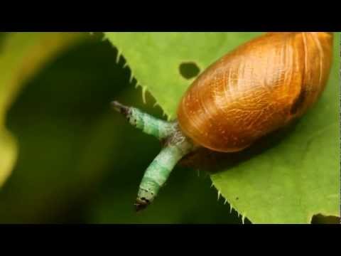 Leucochloridium paradoxum