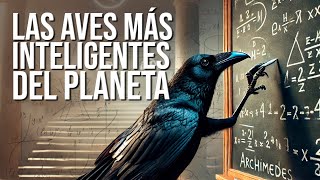 ¿Son Los Cuervos Más Inteligentes Que Tu Hijo De Siete Años?