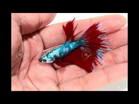 Interpretation of a dream about catching birds and fish by hand in a dream