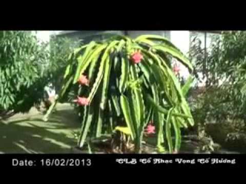 amazing vegetable on hydroponic and fruit farming system 29