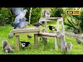 NO ADS Cat TV For Cats To Watch Squirrels Birds Squabble Over Food Videos For Cats 4K HDR