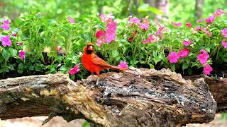TV for Cats 😻 8 Hours of Birds 🐦 and Squirrels at the Pink Impatiens Uninterrupted CatTV @LensMyth