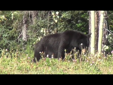 NJ’s Controversial Black Bear Hunt & Harvest