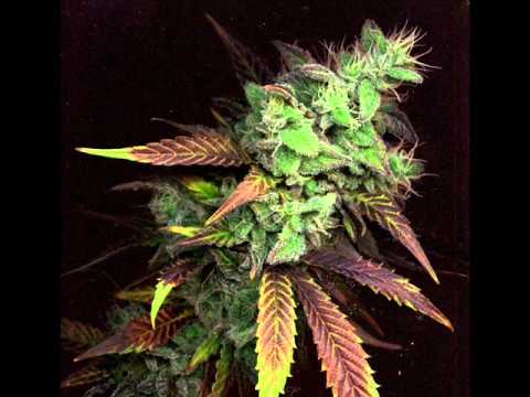 Radikal Guru - Strong Dub