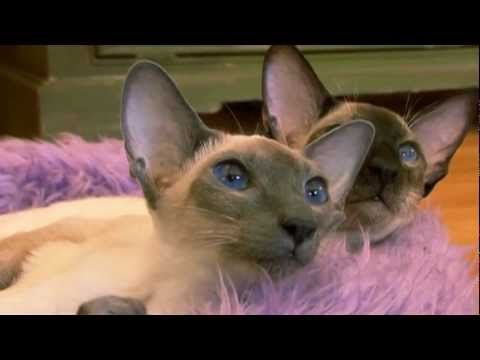 Bella the snuggler, an adopted Siamese & Domestic Short Hair Mix in Katy, TX_image-1