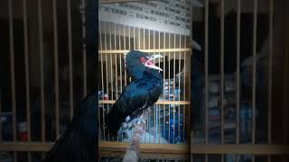 Download lagu suara pikat burung tuwu tuwu dijamin Ampuh langsung nyaut mp3