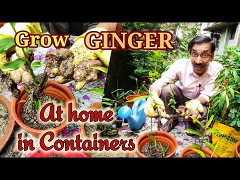 Grow Ginger at home in Containers easily at almost no Cost - YouTube