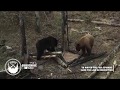 BEAR FIGHT Black Bear Vs Color Phase Bear HUMANIMAL
