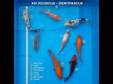 Video pregled koi ribe