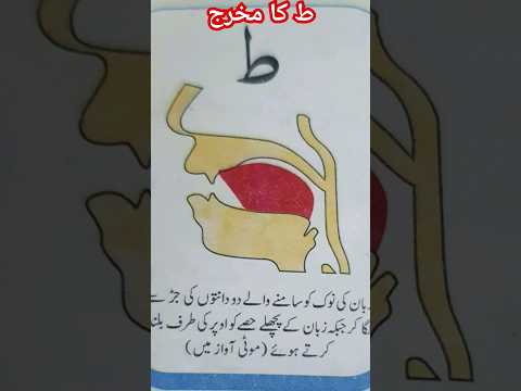 Tau (ط) Ka Makhraj | Asan Tajweed | the best way to learn Qur'an #tajweed #makhraj #viral #ytshorts