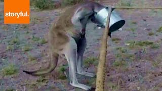 Helping Kangaroo Pull Off Watering Can (Storyful, Wild Animals)