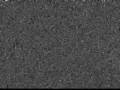 White Noise Spoof