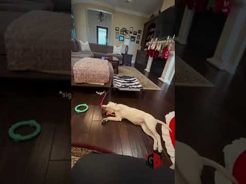 Why Tethering Your Dog Is Important And How To Do It Correctly