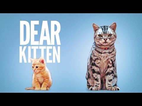 This Is What Good Advice From The Mindset Of A Kitten Sounds Like