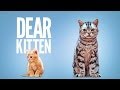 Dear Kitten 